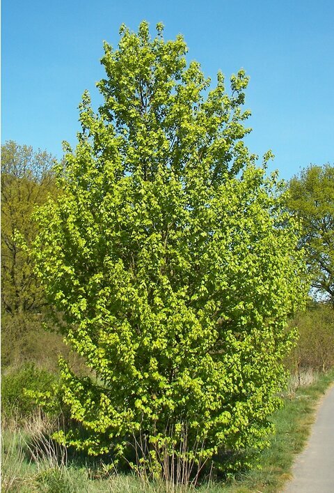 Javor polní obvod 6/8 cm, výška 220/250 cm, v květináči Acer campestre